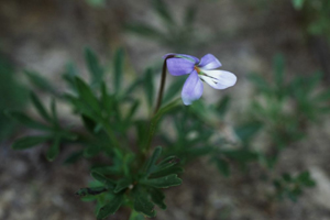 bird's foot violet 2